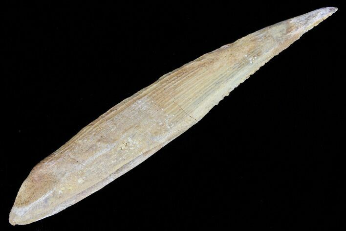 Hybodus Shark Dorsal Spine - Cretaceous #73117